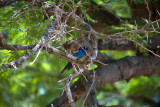 Glossy Starling