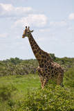 Giraffe