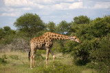 Giraffe