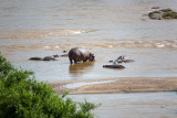 Hippos