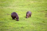Hippos amunchin