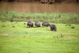 Hippos