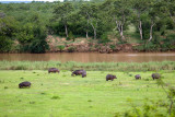 Hippos