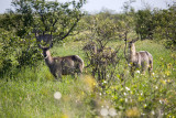 Waterbuck