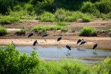 Marabou Storks