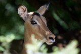 Impala