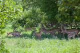 Impala nursery