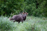 Nyala