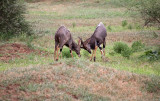 Jousting Nyala