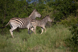 Zebra and calf