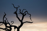 Twisted against the sky
