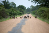 Chacma Baboon Crossing