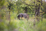 Buffalo