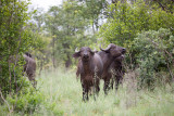 young female buffalo