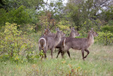 Waterbuck