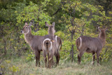 Waterbuck