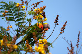 Rainbow Lorikeet I