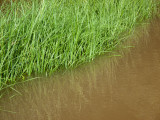 Flooding March 2010