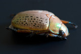 Christmas Beetle with babies