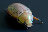 Christmas Beetle