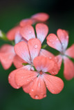 Geranium