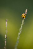 Ladybeetle