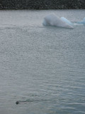 Iceberg and a Seal