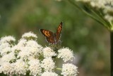 Butterfly, Grand Teton