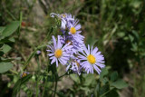 Wild Flowers, Grand Teton