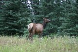 An elk by Highway 16