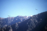 Two condors above Colca canyon
