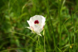 Wild Flowers in Sawtooth Mountains