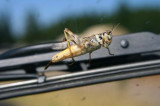 Grasshopper on the wind shield