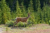 A deer by Highway 93