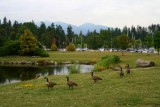 Canadian Geese in Stanley Park