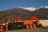 An orange stall in the Sierra Nevada