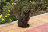 Black kitten in Tangier