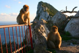 Apes on Rock of Gibraltar