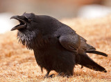 Raven vocalizing