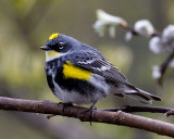 Yellow-rumped warbler