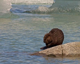 Beaver in Mendenhall Lake