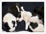 Baileys Puppies