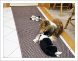 Bailey and Panda