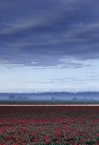 Skagit Valley