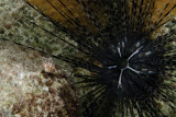 Long-Spined Urchin