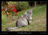 Fluffy the Cat