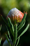 Pin Cushion Protea 27/08