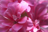 Pink Geranium 11/12