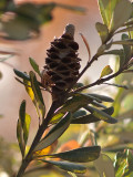 Old Man Banksia 28/05