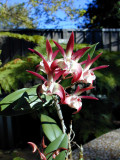 Dendrobium Hybrid